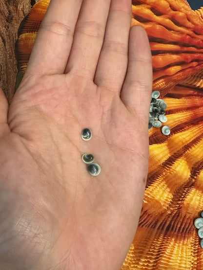 Teeny Tiny Blue Operculum