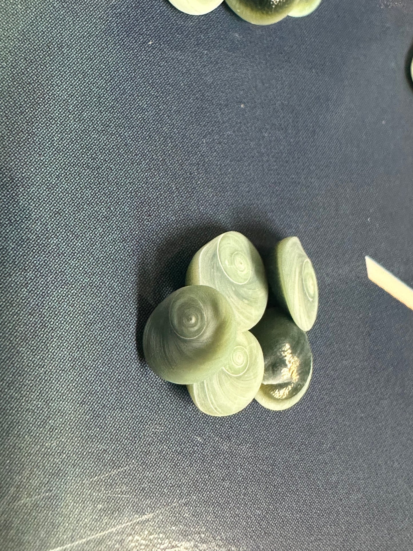 Teeny Tiny Blue Operculum