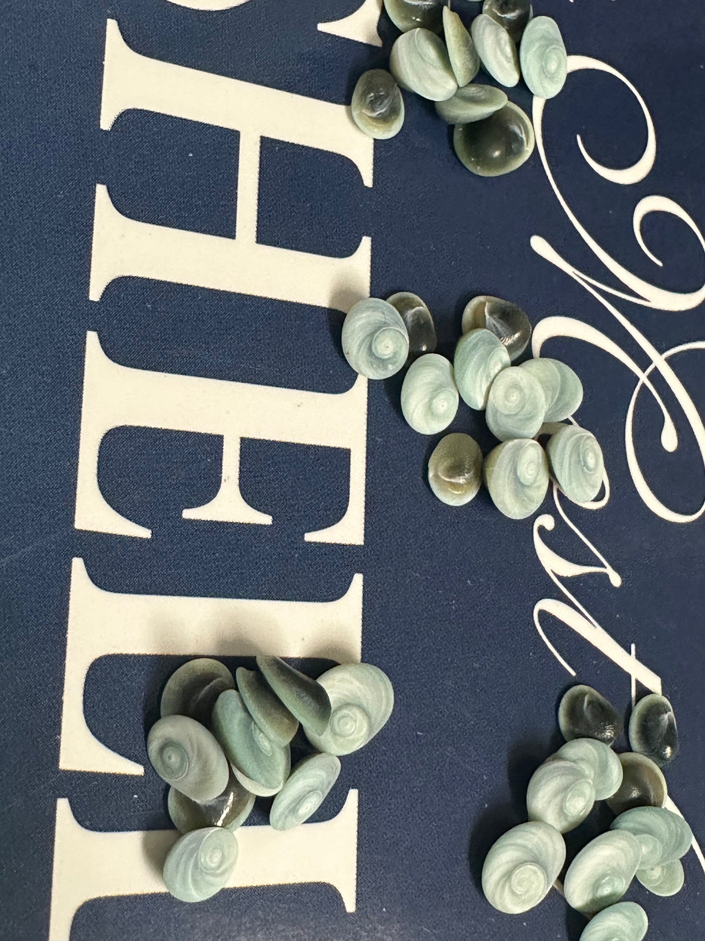 Teeny Tiny Blue Operculum