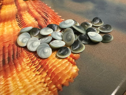 Teeny Tiny Blue Operculum