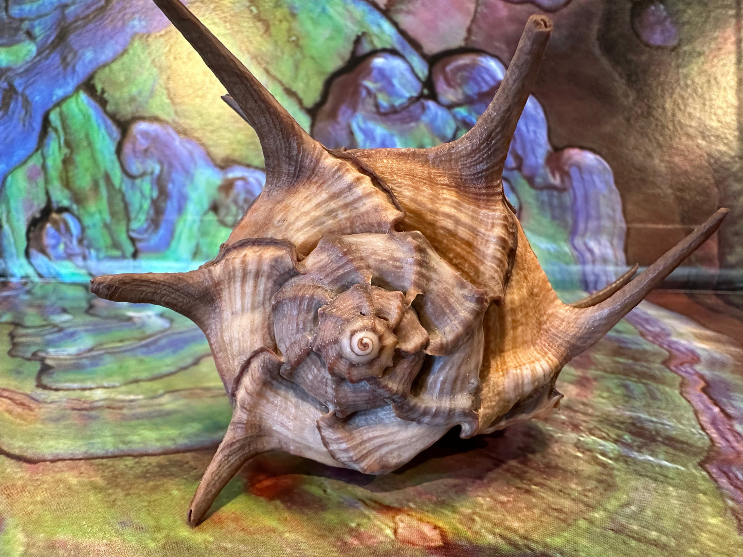Horned Murex Shell - Bolinus cornutus with Operculum