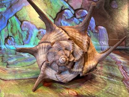 Horned Murex Shell - Bolinus cornutus with Operculum