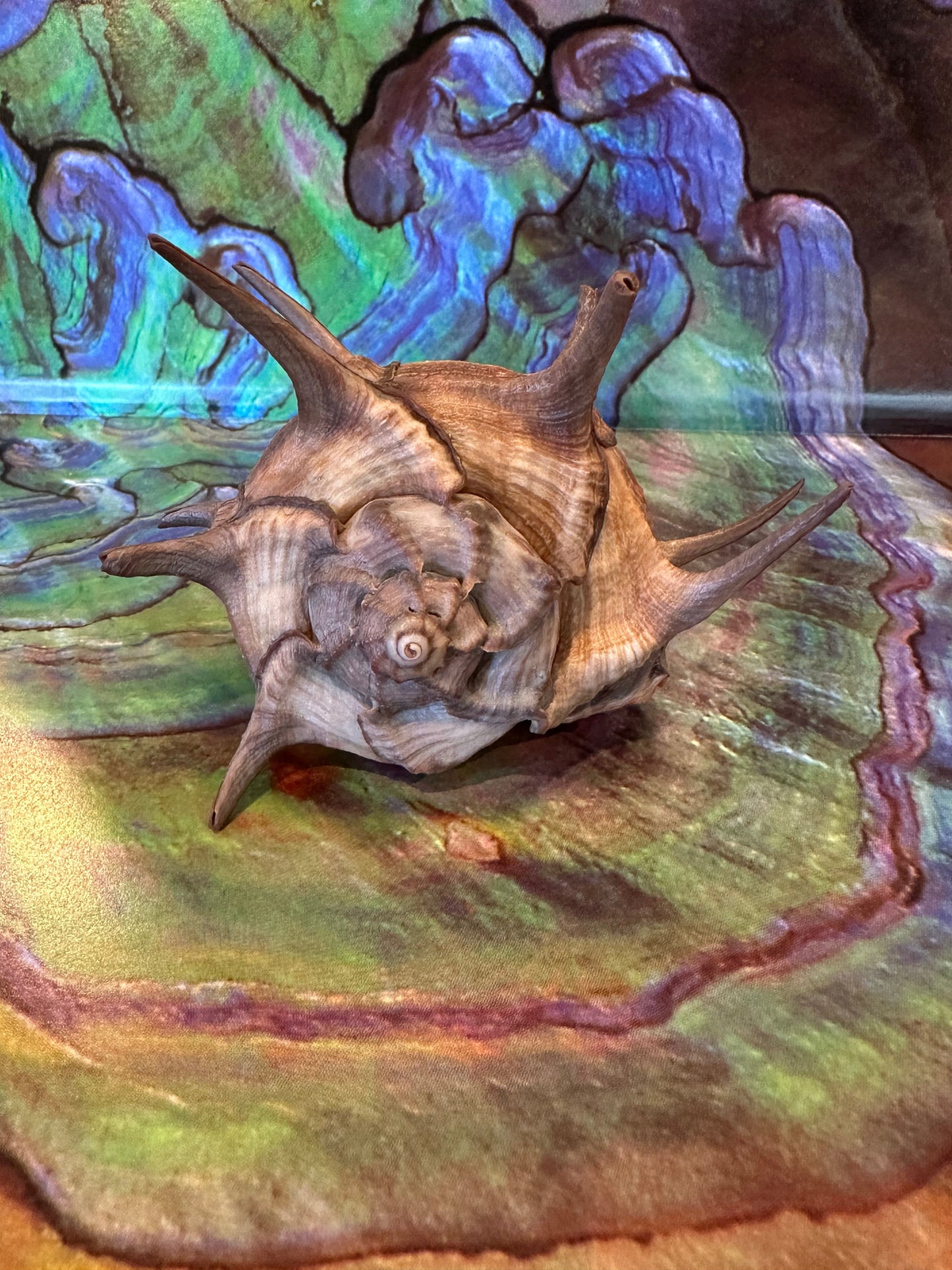 Horned Murex Shell - Bolinus cornutus with Operculum
