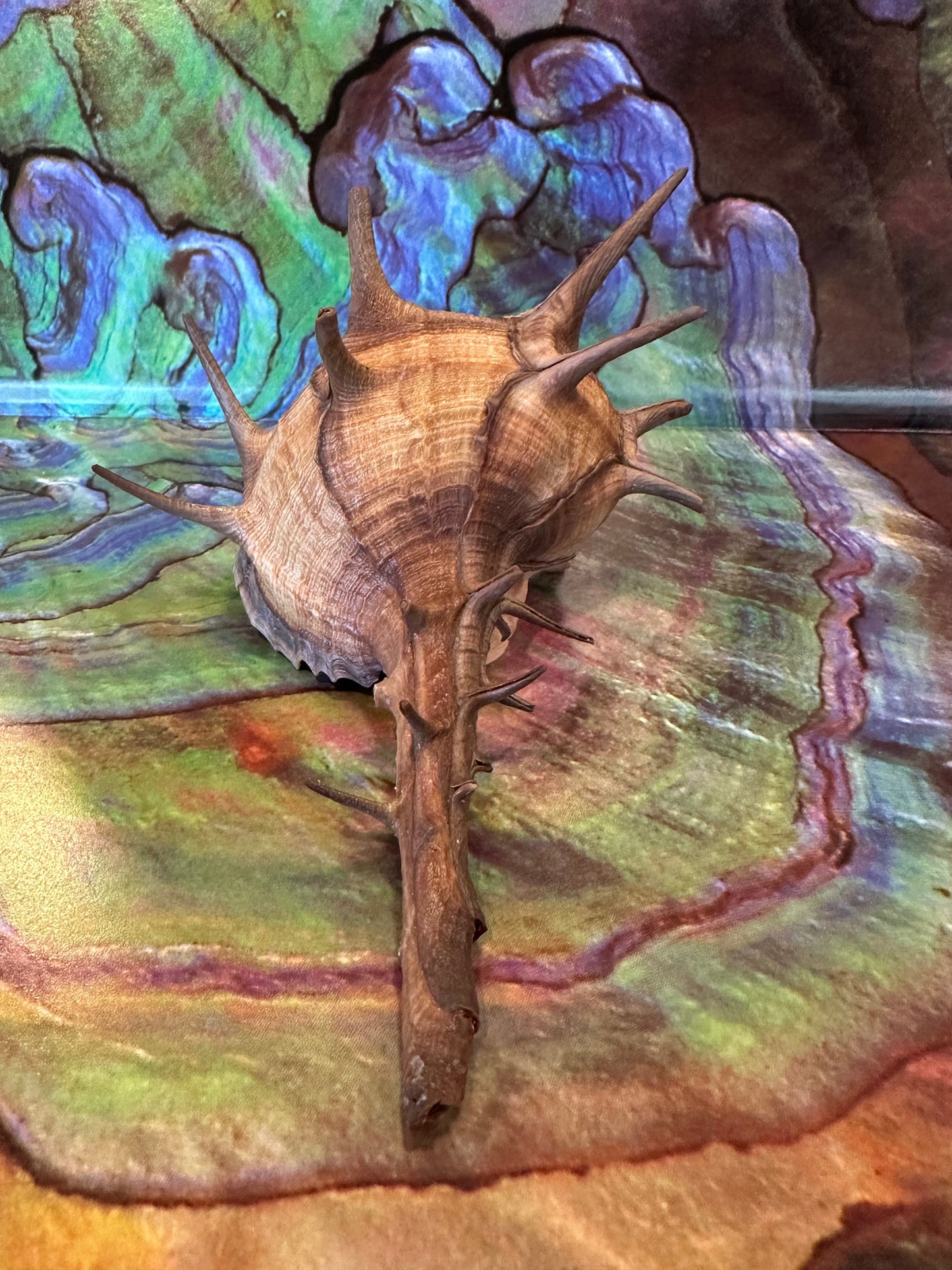 Horned Murex Shell - Bolinus cornutus with Operculum