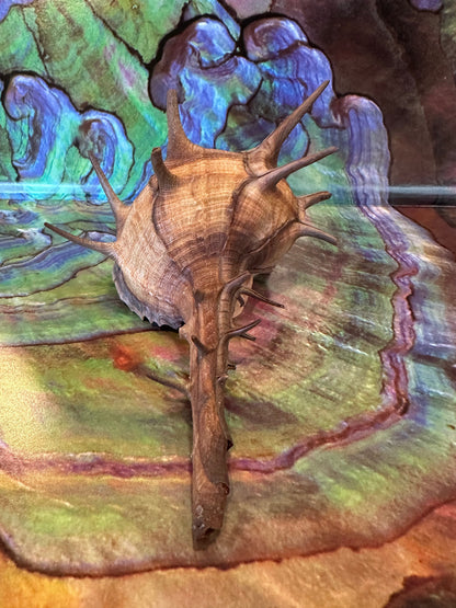 Horned Murex Shell - Bolinus cornutus with Operculum