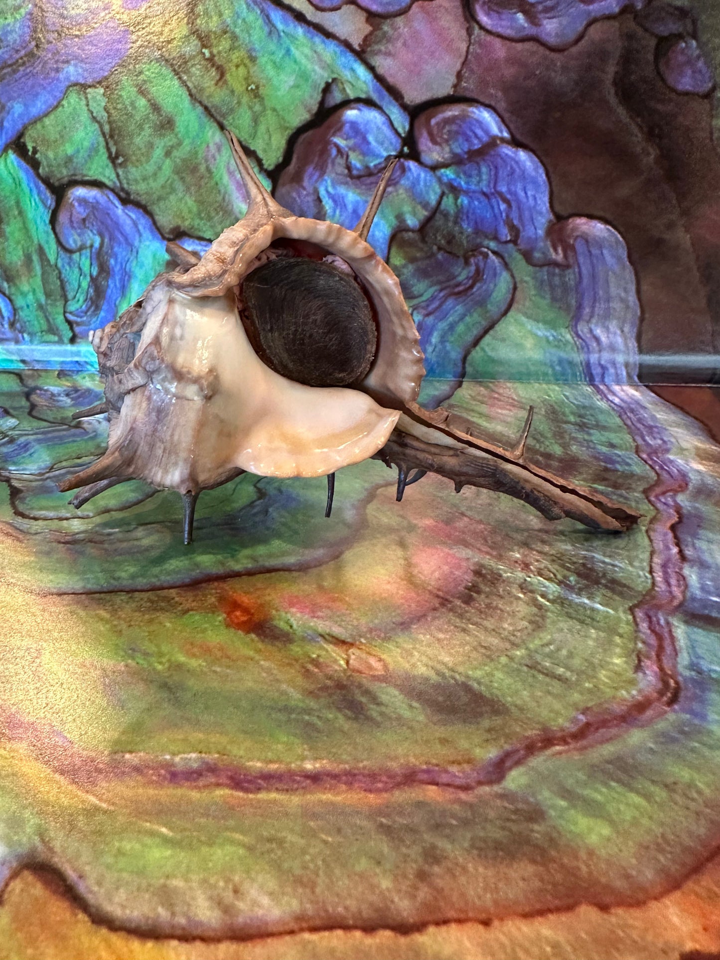 Horned Murex Shell - Bolinus cornutus with Operculum