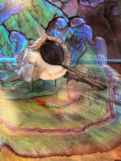Horned Murex Shell - Bolinus cornutus with Operculum