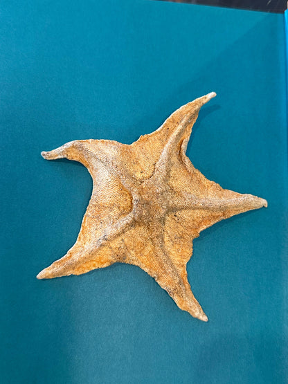 Asteroidea Species Starfish with Documentation