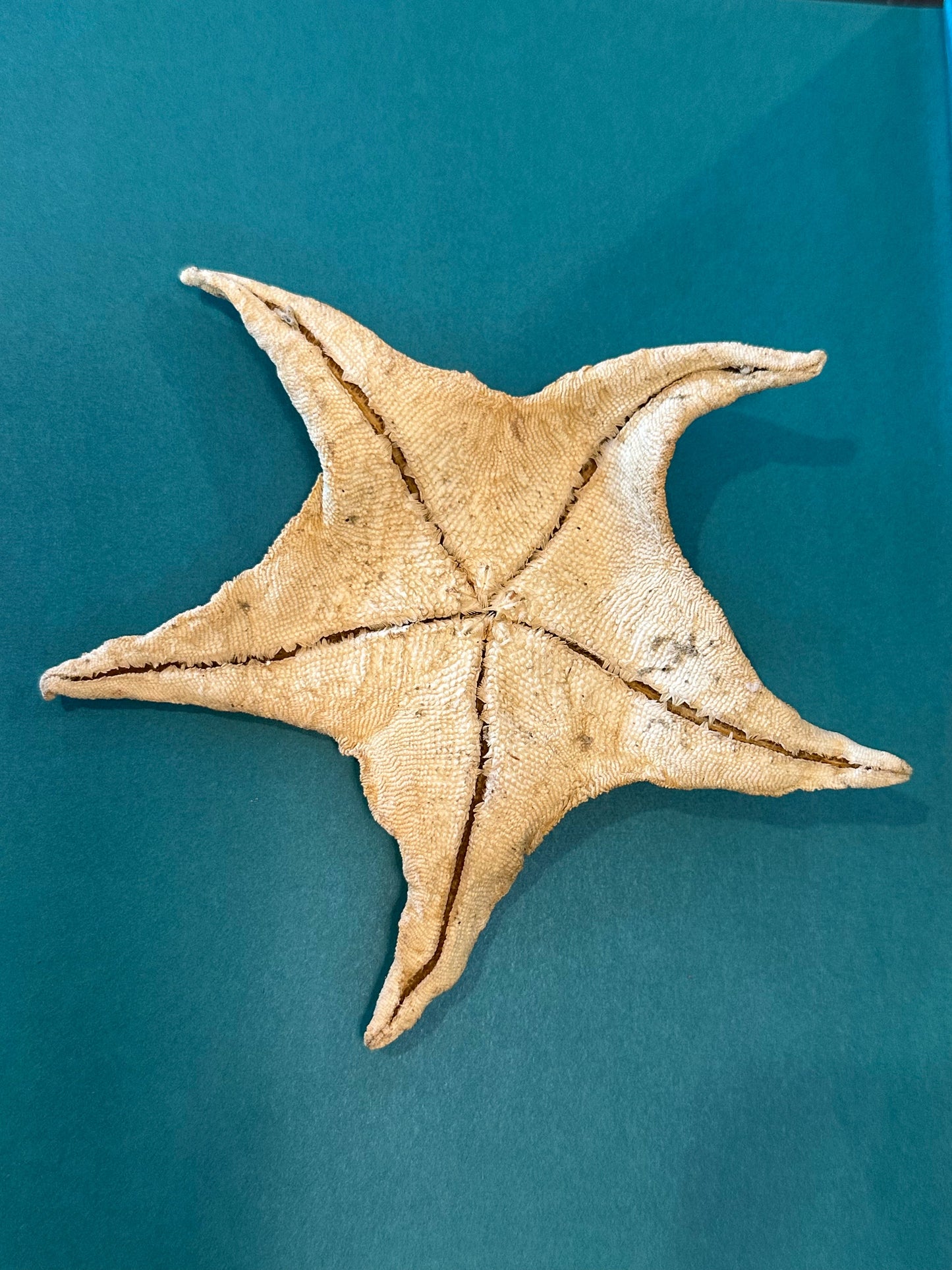 Asteroidea Species Starfish with Documentation