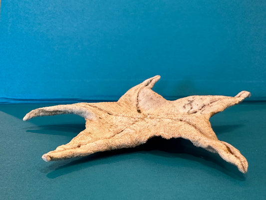 Asteroidea Species Starfish with Documentation