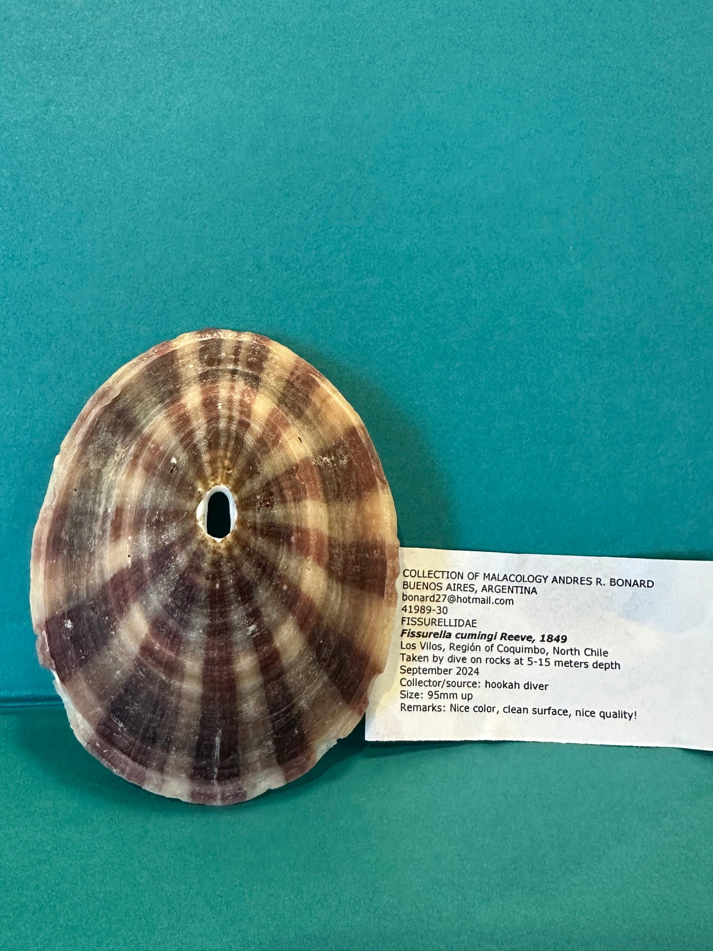 Cuming's Keyhole Limpet- Fissurella cumingi with Documentation