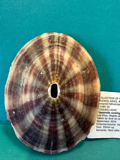 Cuming's Keyhole Limpet- Fissurella cumingi with Documentation