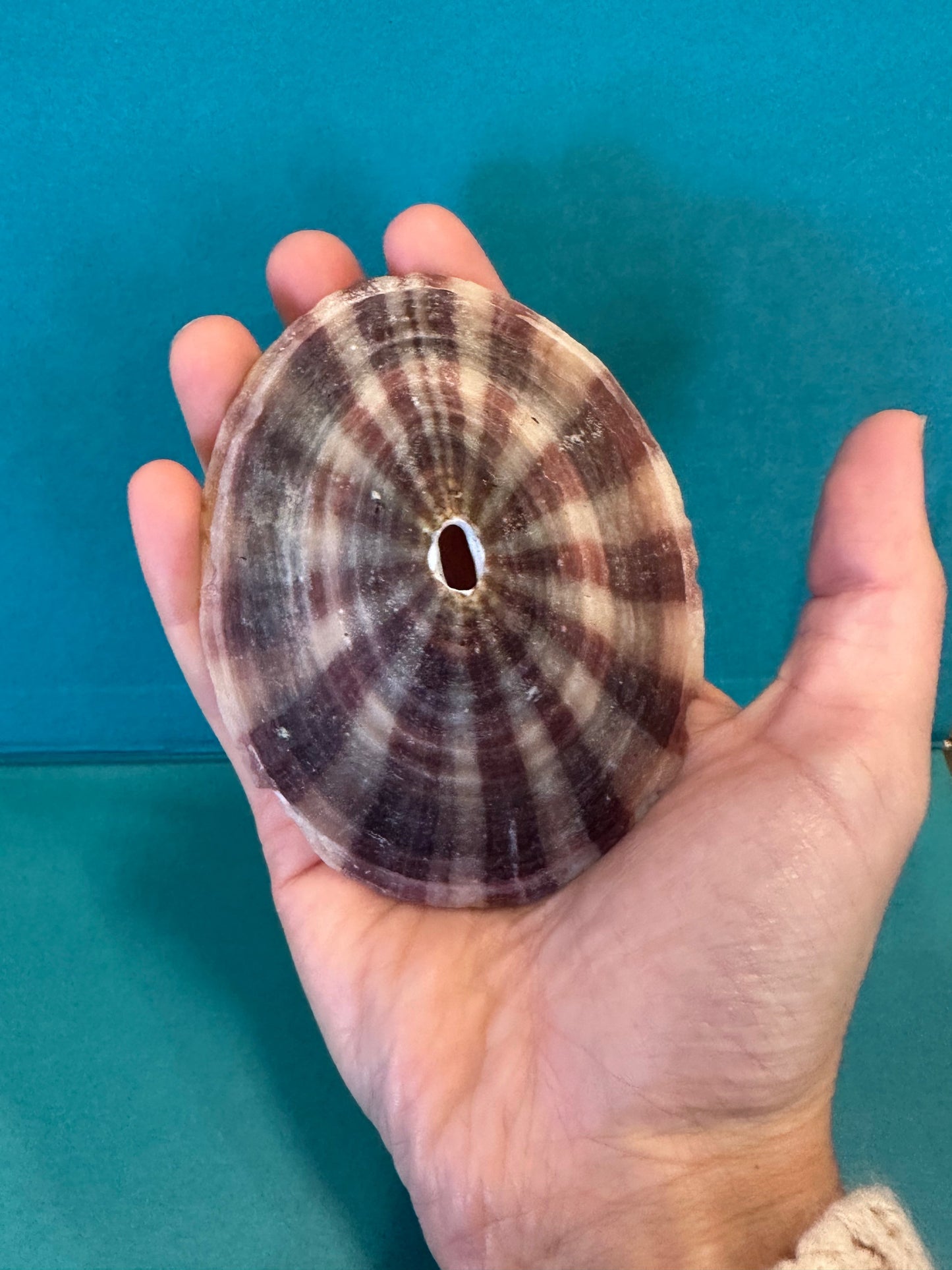 Cuming's Keyhole Limpet- Fissurella cumingi with Documentation