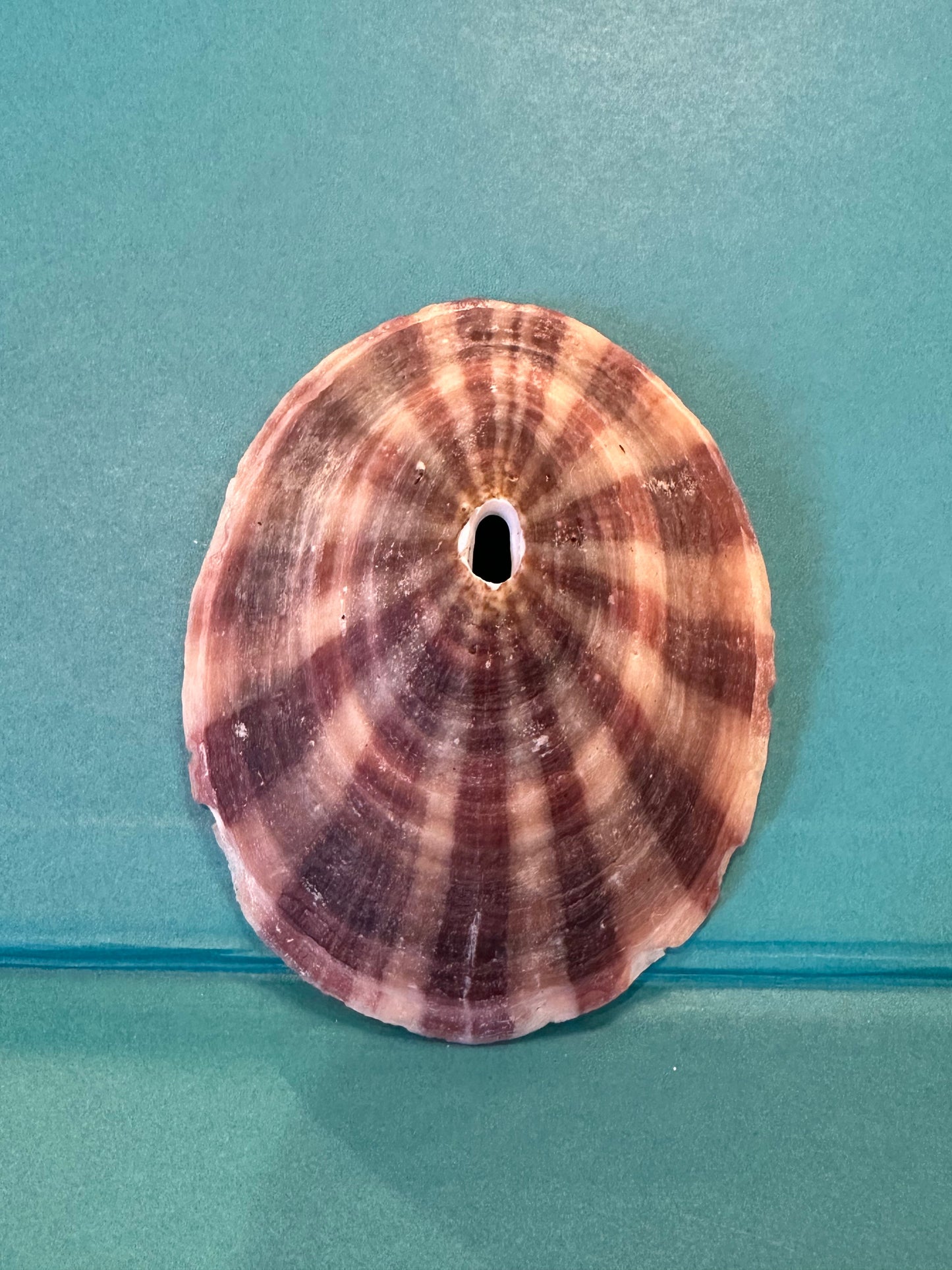 Cuming's Keyhole Limpet- Fissurella cumingi with Documentation