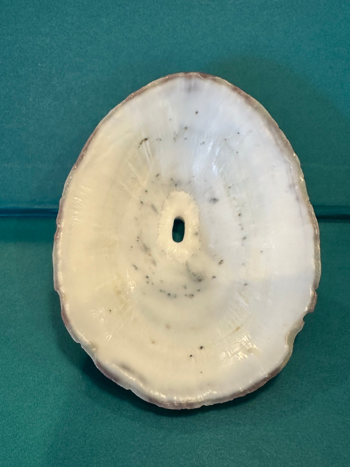 Cuming's Keyhole Limpet- Fissurella cumingi with Documentation