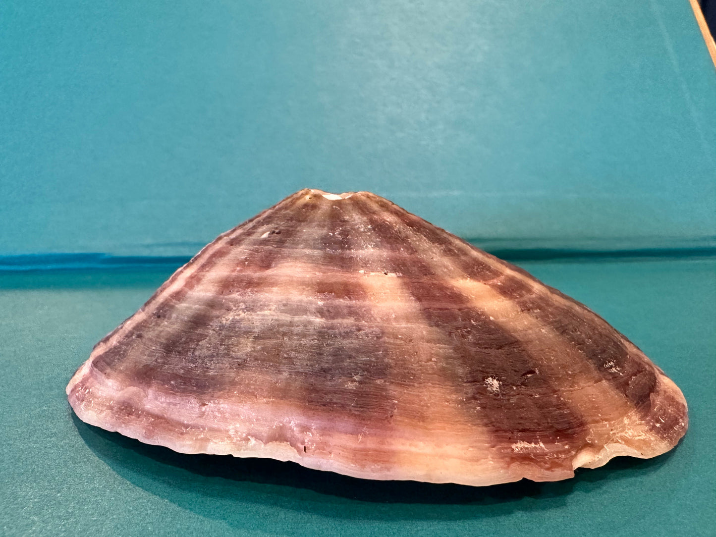 Cuming's Keyhole Limpet- Fissurella cumingi with Documentation