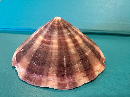 Cuming's Keyhole Limpet- Fissurella cumingi with Documentation
