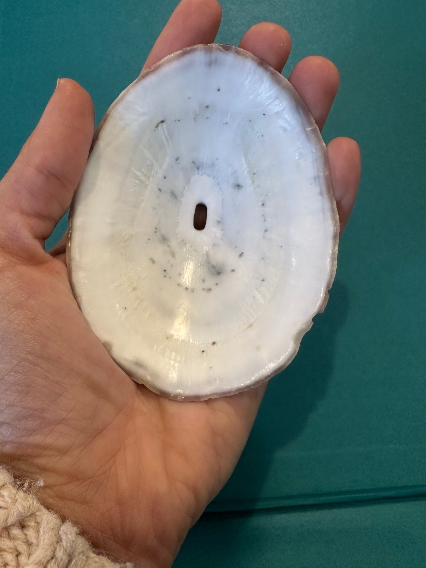 Cuming's Keyhole Limpet- Fissurella cumingi with Documentation