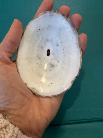 Cuming's Keyhole Limpet- Fissurella cumingi with Documentation