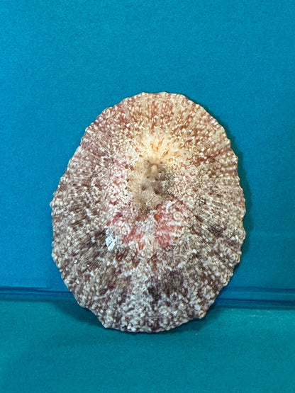 Pink Rayed Limpet - Cymbula miniata with Documentation