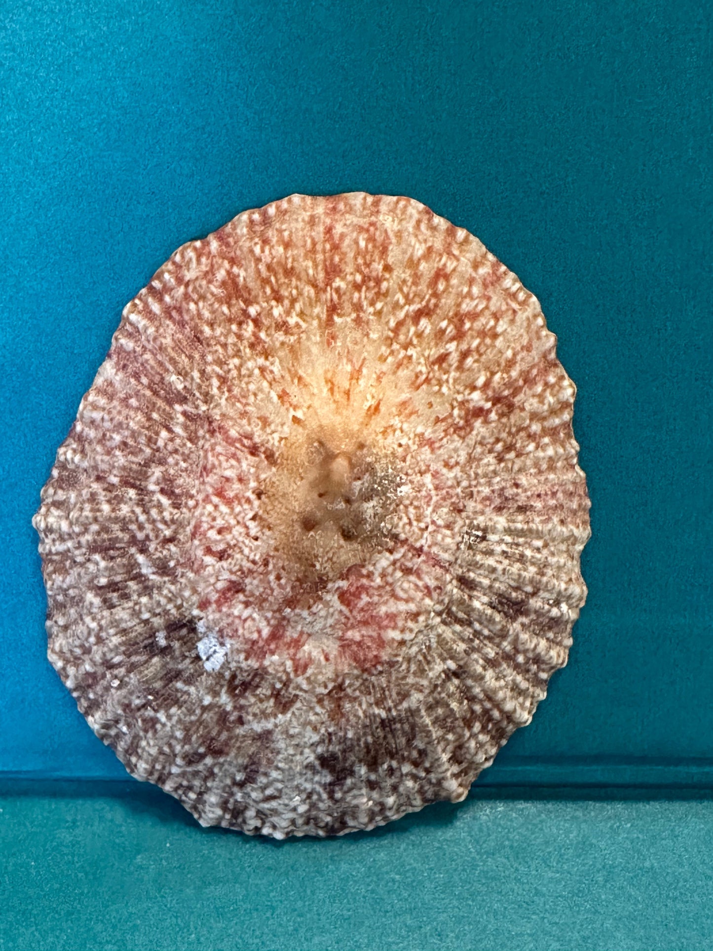 Pink Rayed Limpet - Cymbula miniata with Documentation