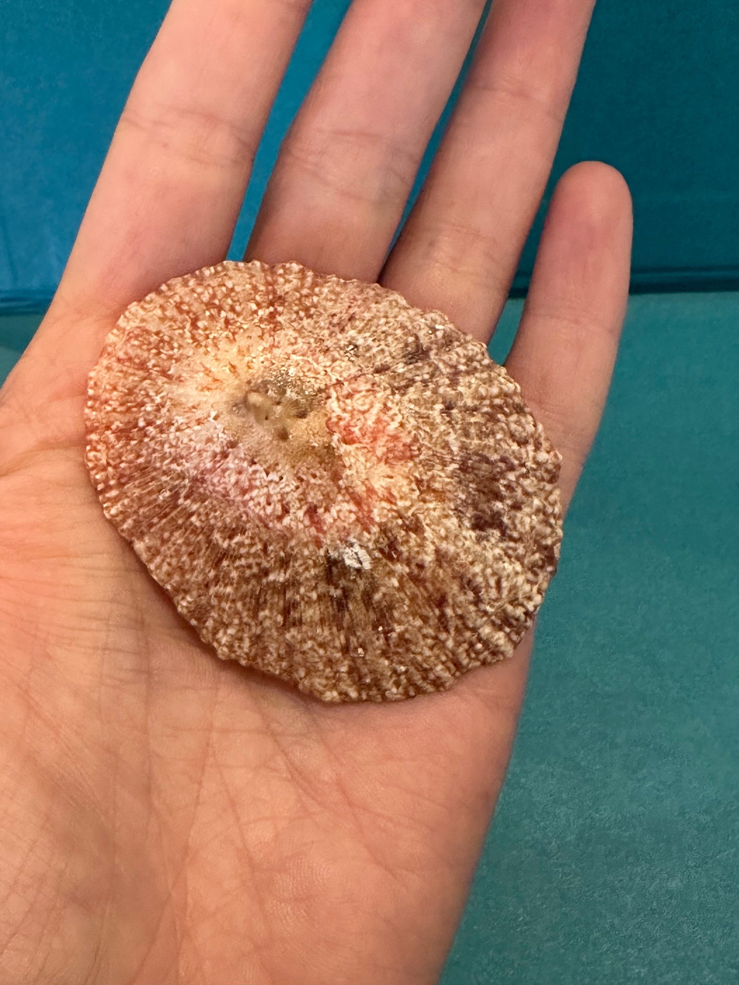 Pink Rayed Limpet - Cymbula miniata with Documentation