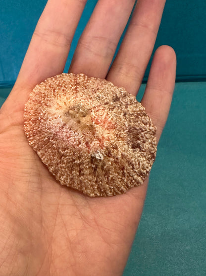 Pink Rayed Limpet - Cymbula miniata with Documentation