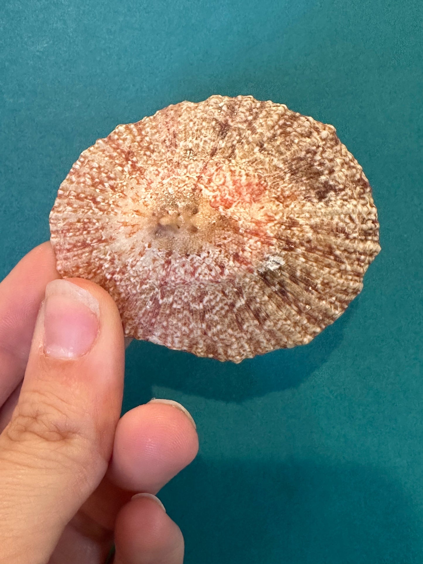 Pink Rayed Limpet - Cymbula miniata with Documentation