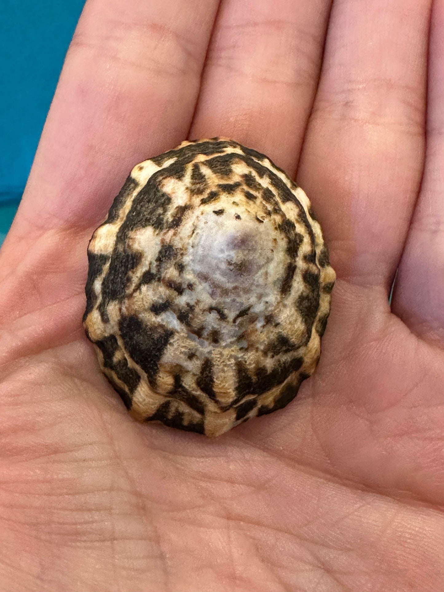 Zebra Limpet - Scurria zebrina with Documentation