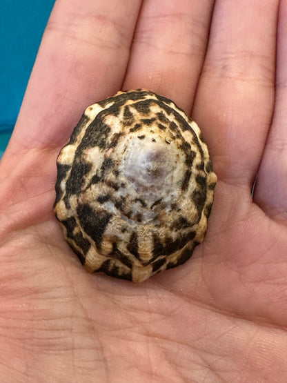 Zebra Limpet - Scurria zebrina with Documentation