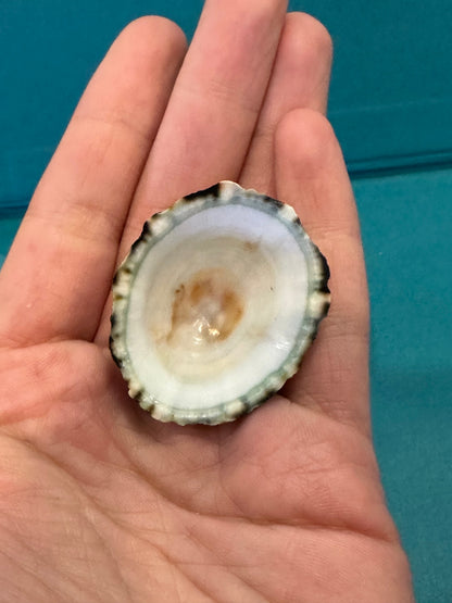 Zebra Limpet - Scurria zebrina with Documentation