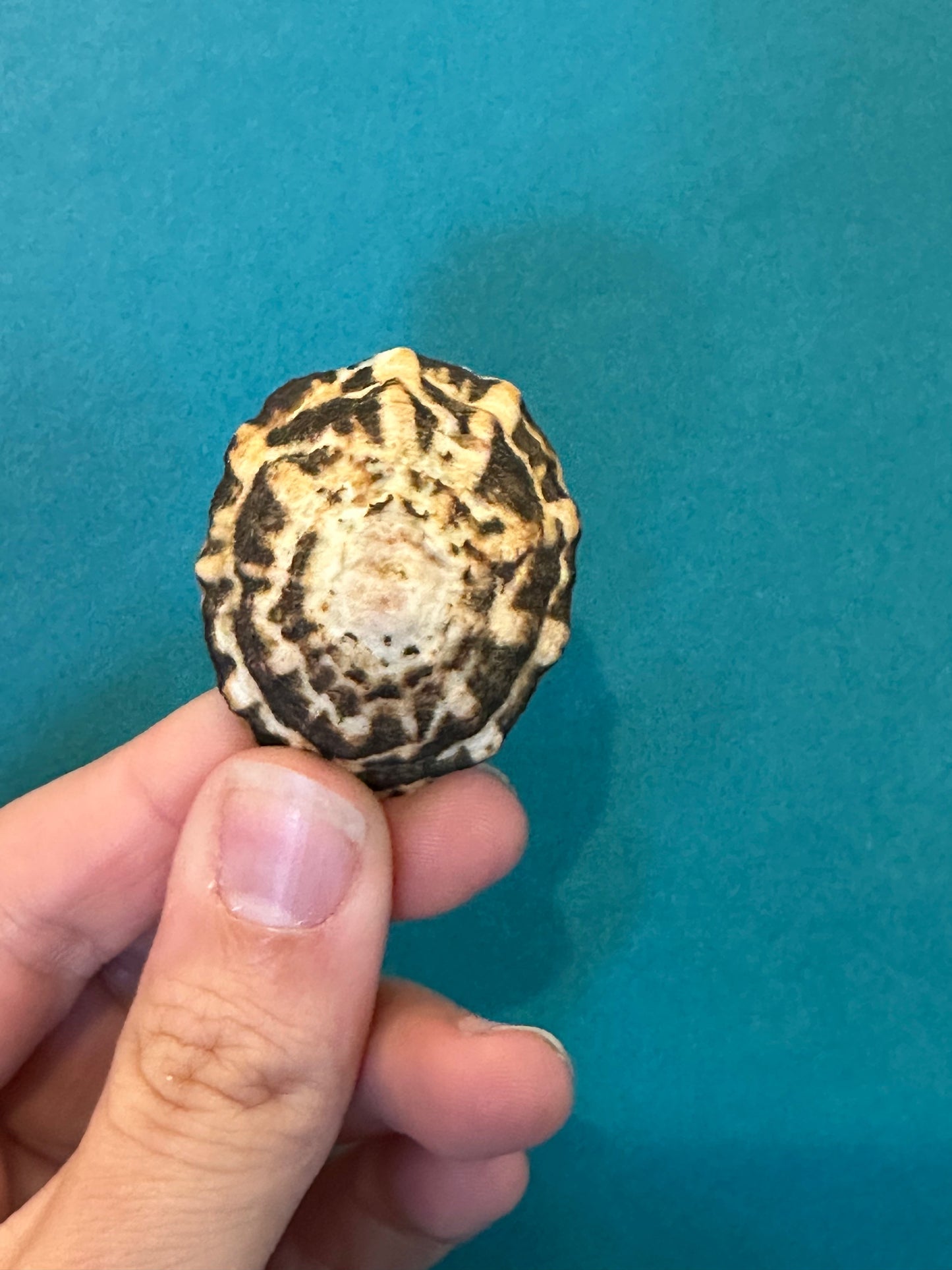 Zebra Limpet - Scurria zebrina with Documentation