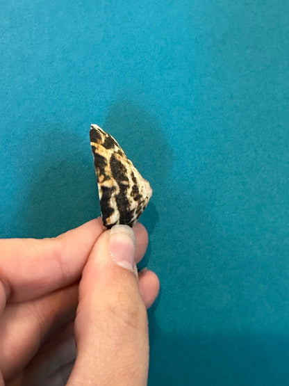 Zebra Limpet - Scurria zebrina with Documentation