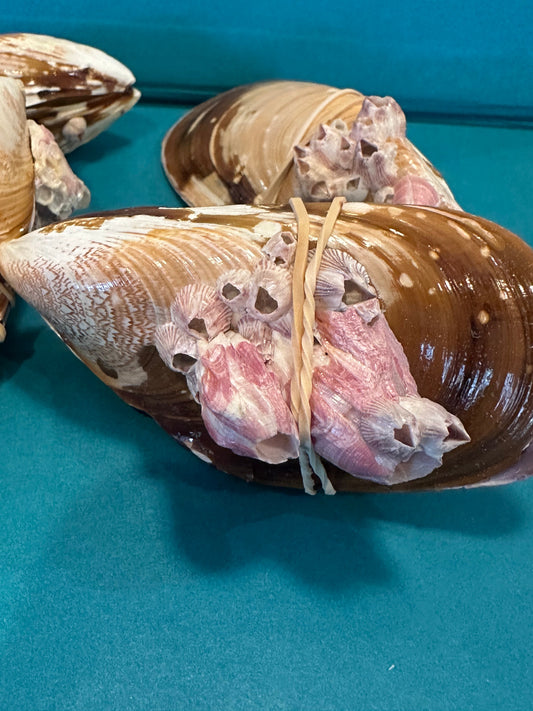 Natural Mussel Pairs with Barnacles