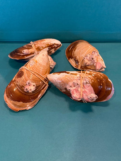 Natural Mussel Pairs with Barnacles