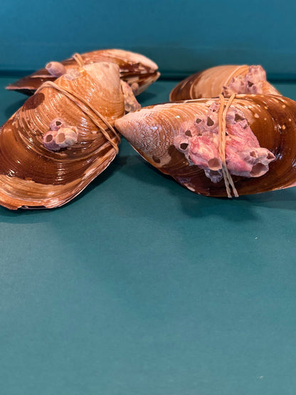 Natural Mussel Pairs with Barnacles