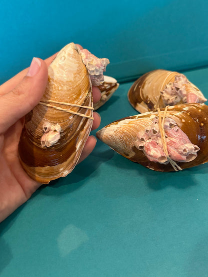 Natural Mussel Pairs with Barnacles