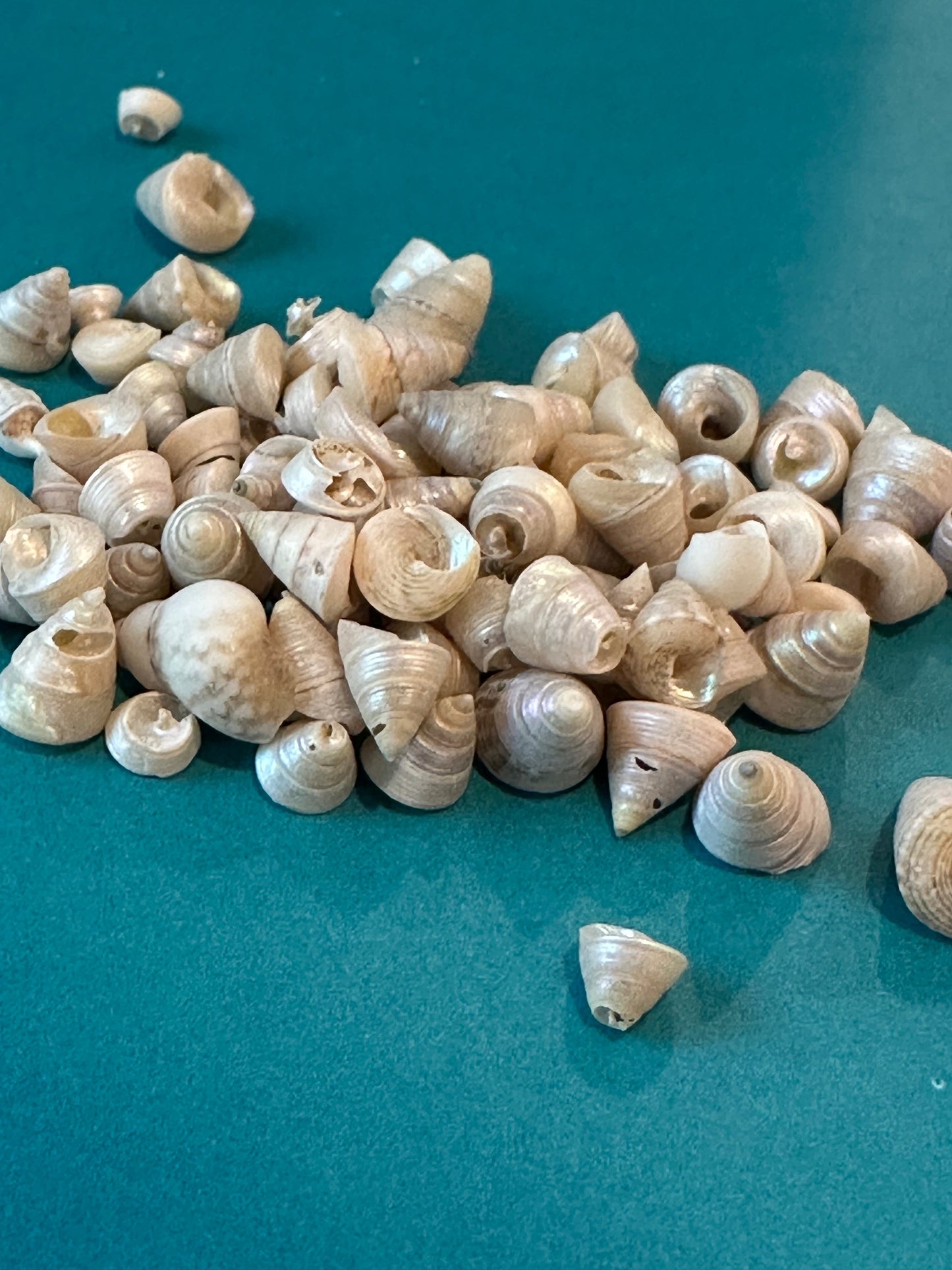 Mini Pearl Trochus Venetian Pearls