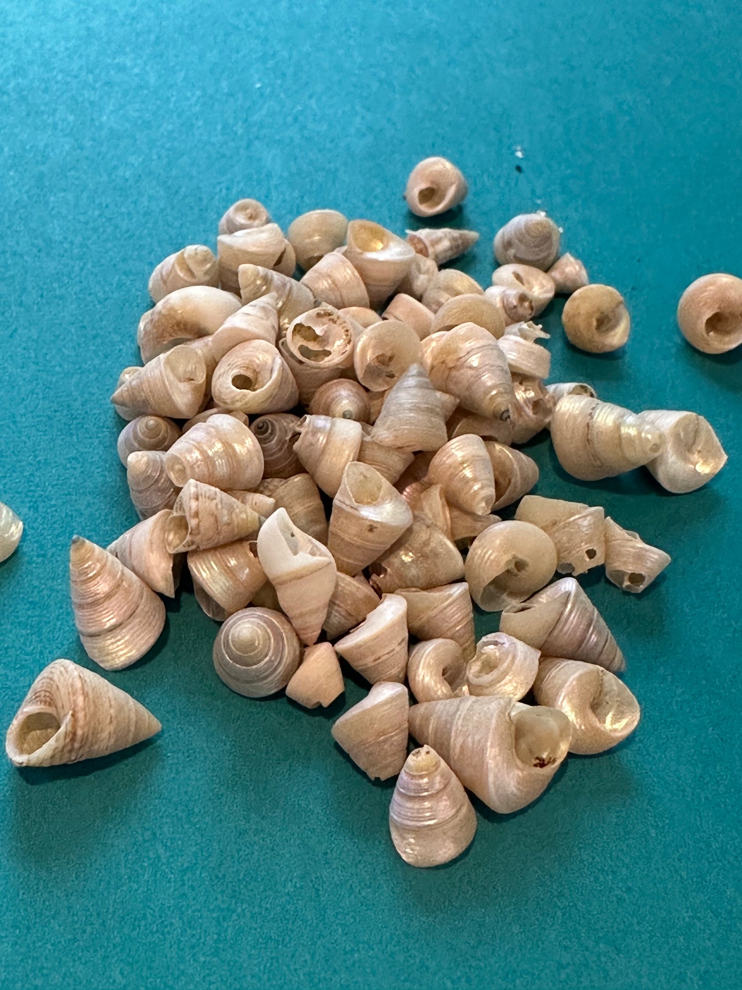 Mini Pearl Trochus Venetian Pearls