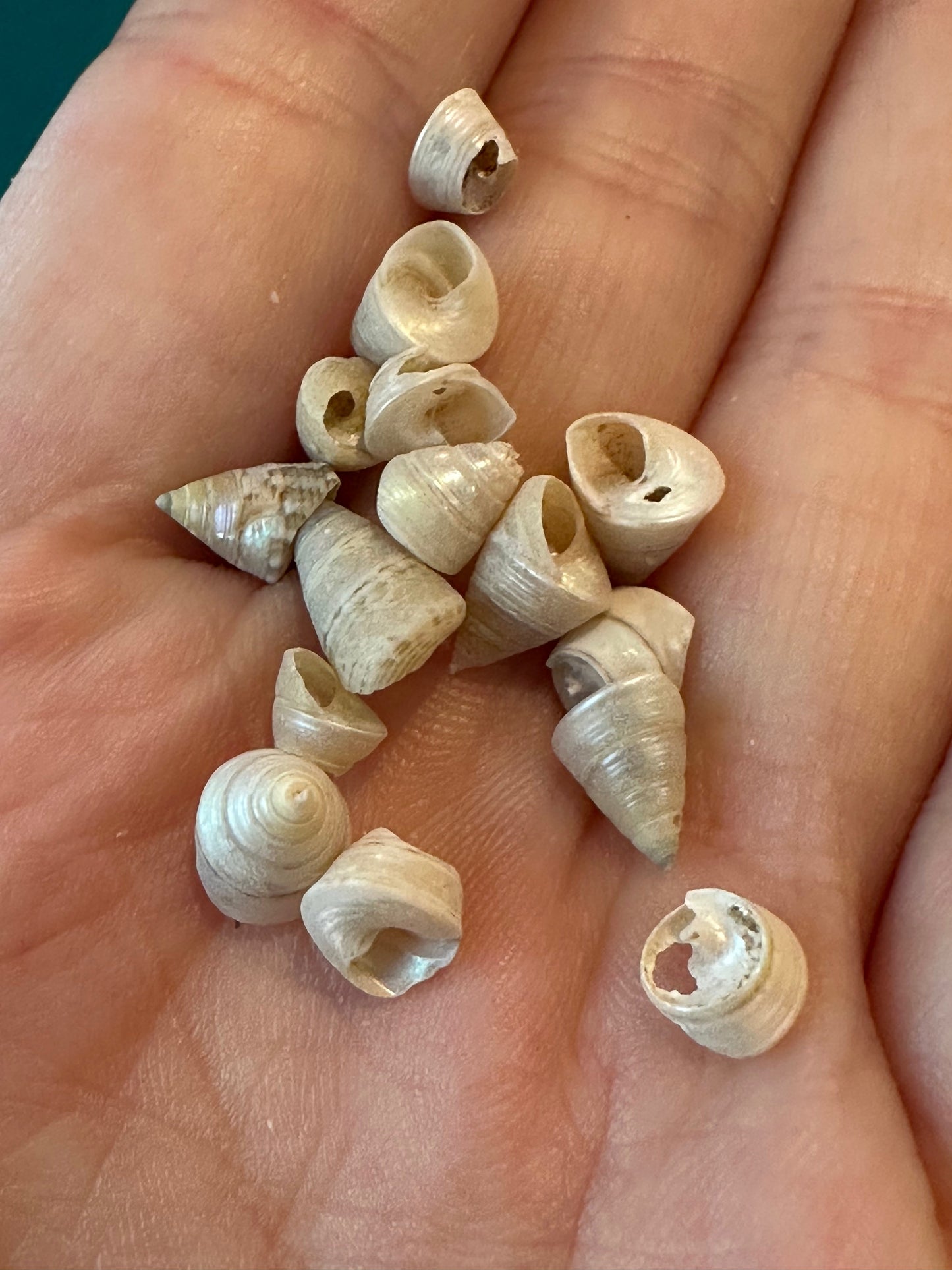 Mini Pearl Trochus Venetian Pearls