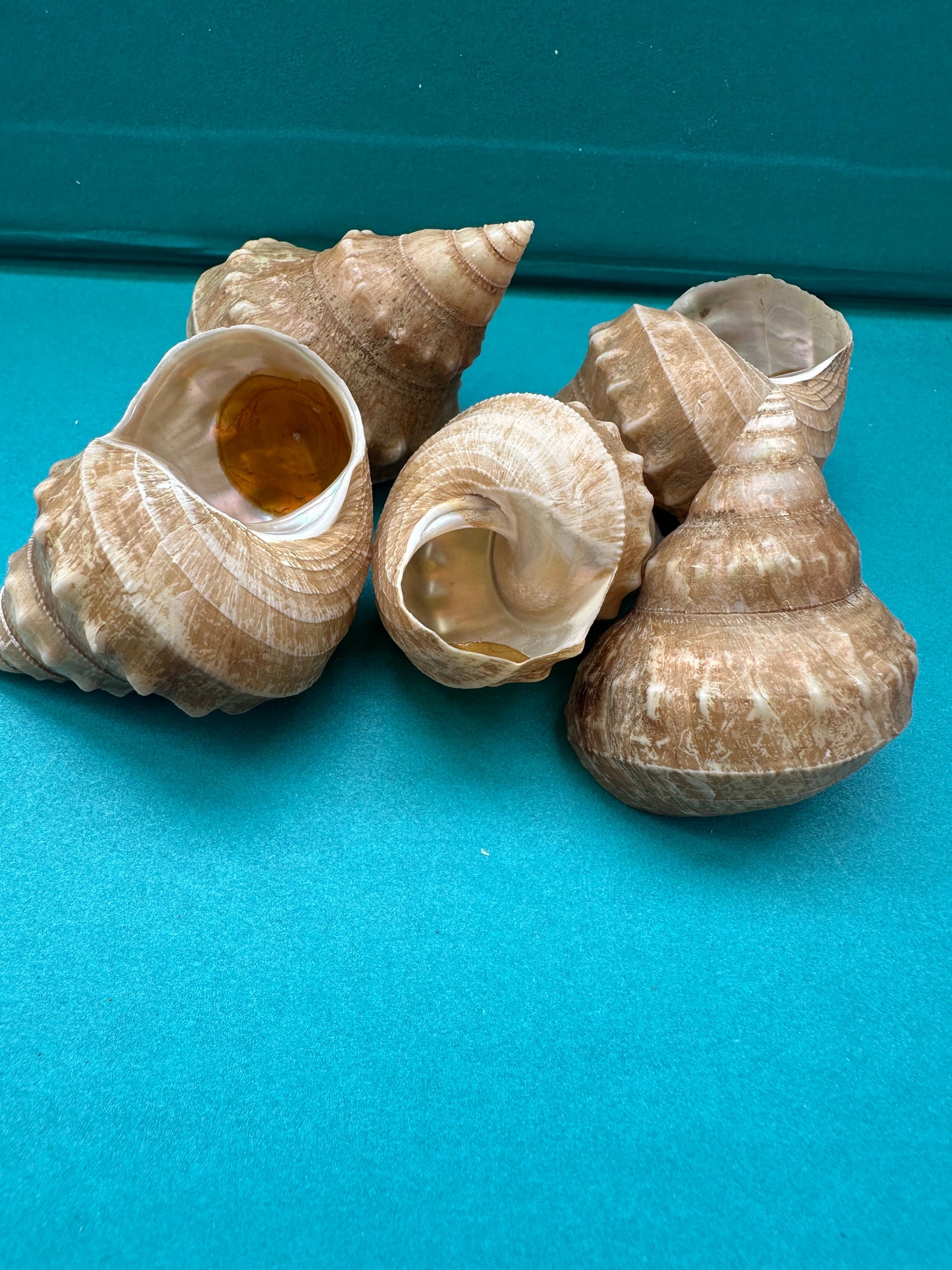 Hirase-gin-ebisu Top Shell- Bathybembix argenteonitens hirasei with Documentation