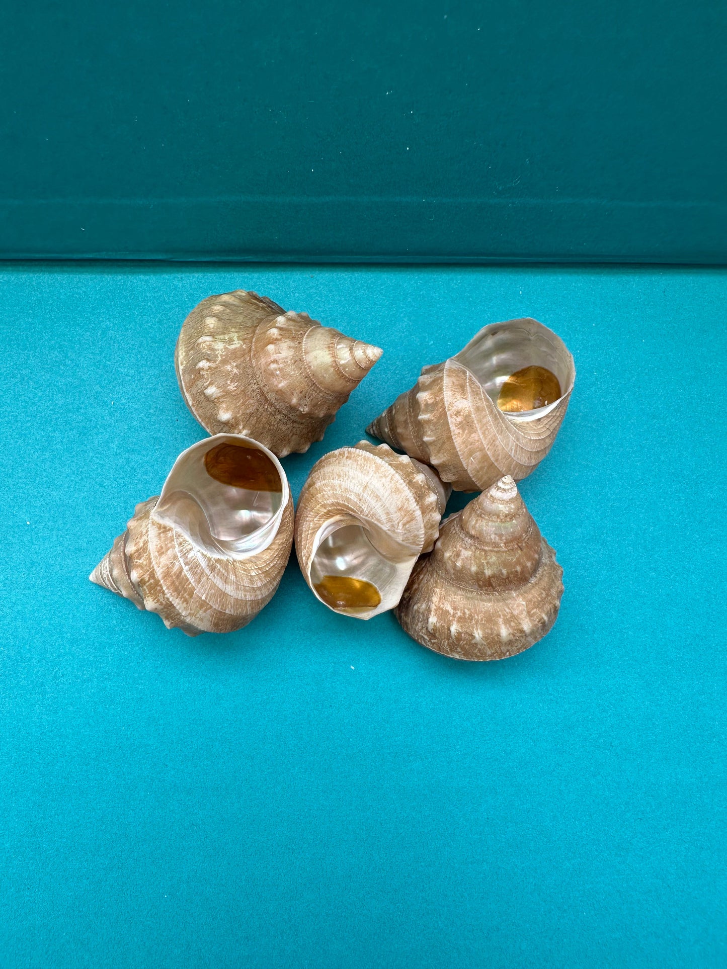 Hirase-gin-ebisu Top Shell- Bathybembix argenteonitens hirasei with Documentation