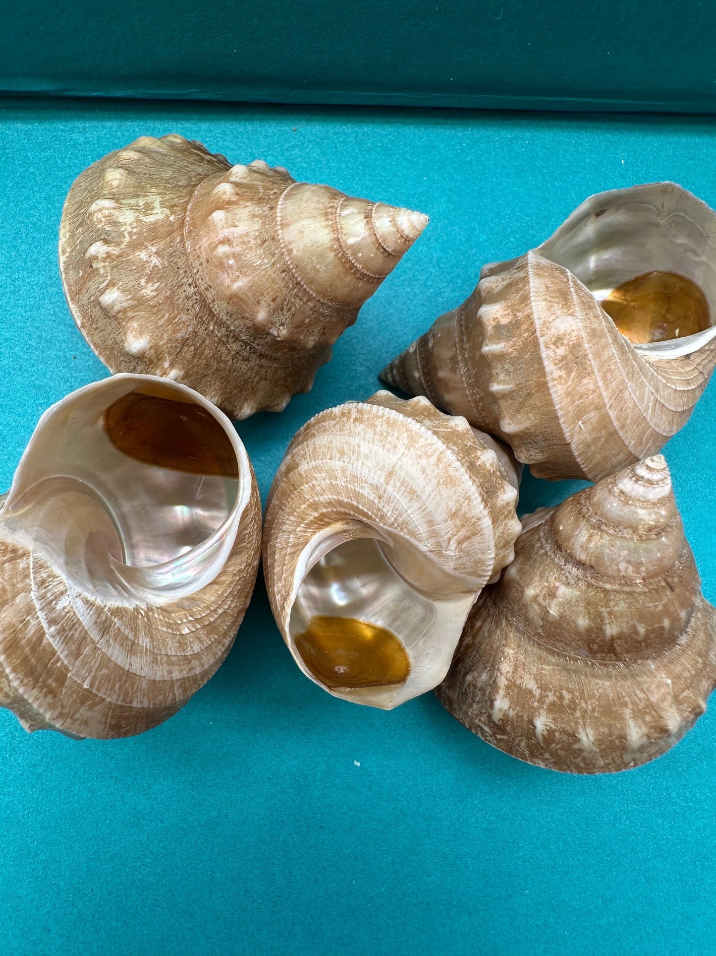 Hirase-gin-ebisu Top Shell- Bathybembix argenteonitens hirasei with Documentation