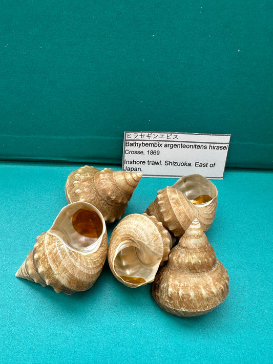 Hirase-gin-ebisu Top Shell- Bathybembix argenteonitens hirasei with Documentation
