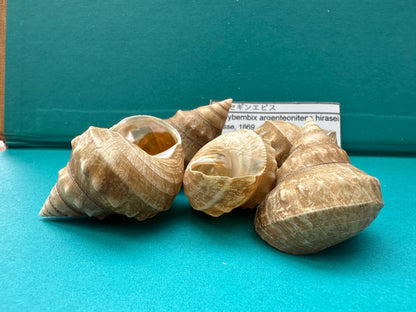 Hirase-gin-ebisu Top Shell- Bathybembix argenteonitens hirasei with Documentation