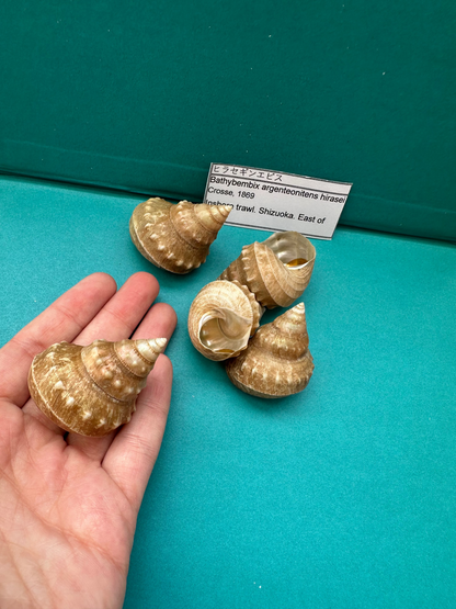 Hirase-gin-ebisu Top Shell- Bathybembix argenteonitens hirasei with Documentation