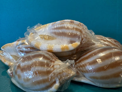 Striped/Flamed Bonnet Shell - Cassis strigatum with Operculum