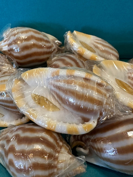 Striped/Flamed Bonnet Shell - Cassis strigatum with Operculum