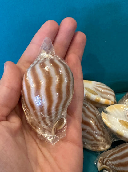 Striped/Flamed Bonnet Shell - Cassis strigatum with Operculum