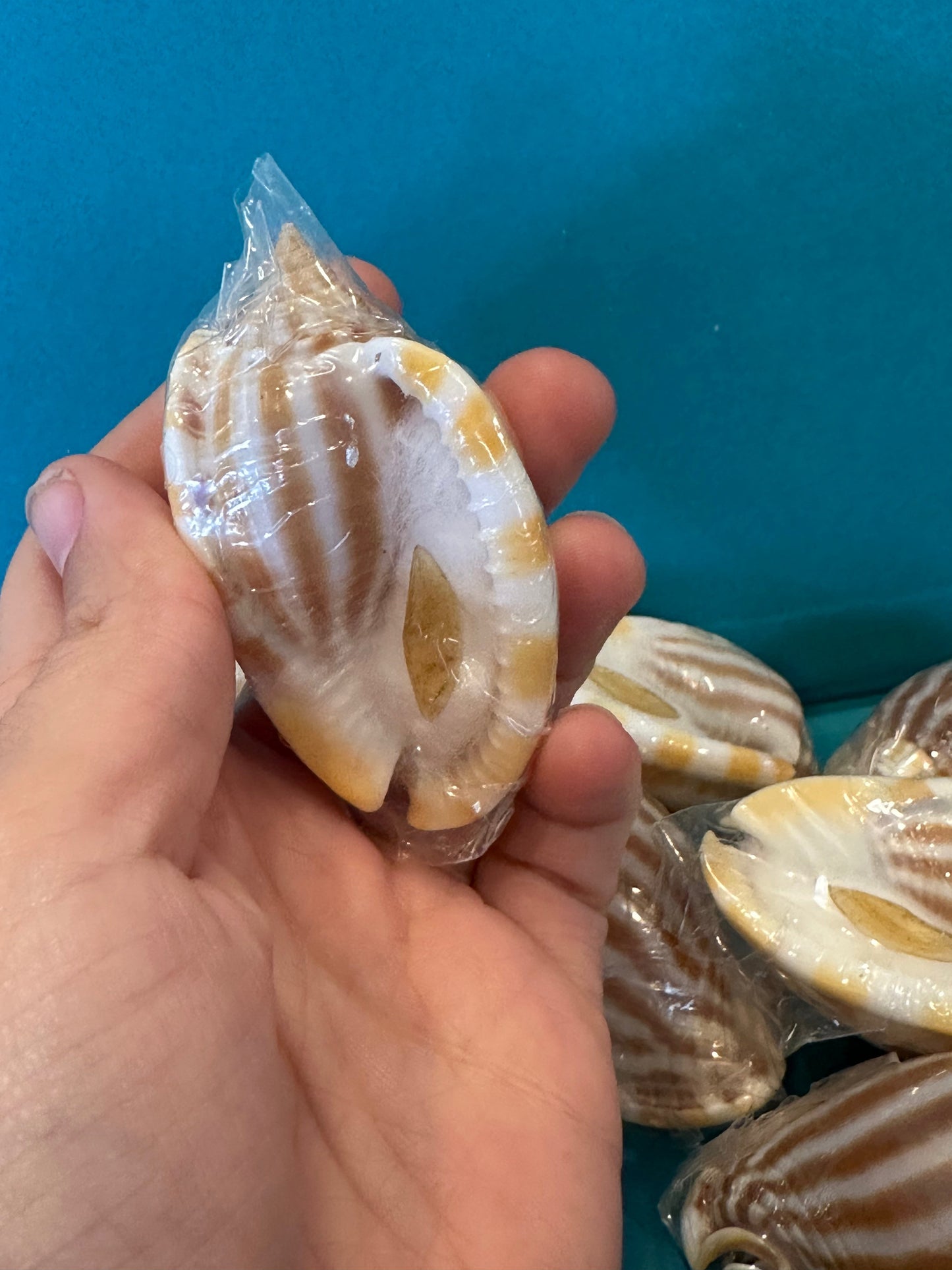 Striped/Flamed Bonnet Shell - Cassis strigatum with Operculum